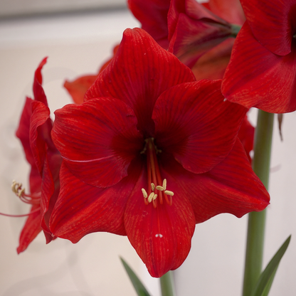 Amaryllis Double Six