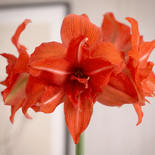 Amaryllis Fanfare