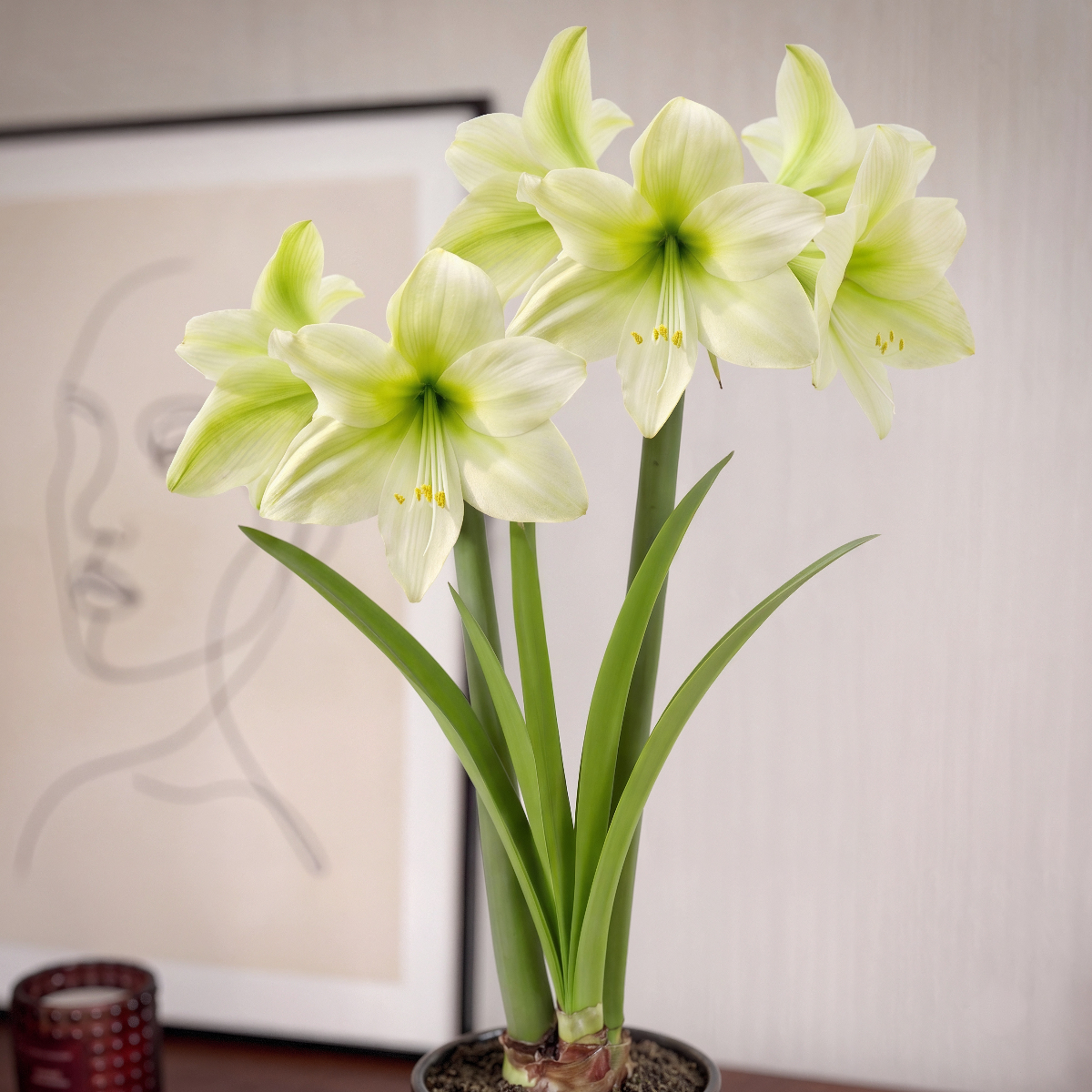 Amaryllis Lemon Sorbet
