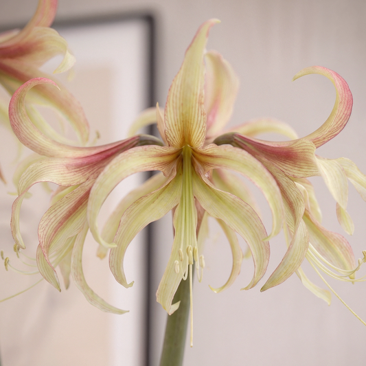 Amaryllis (Hippeastrum) Juniper