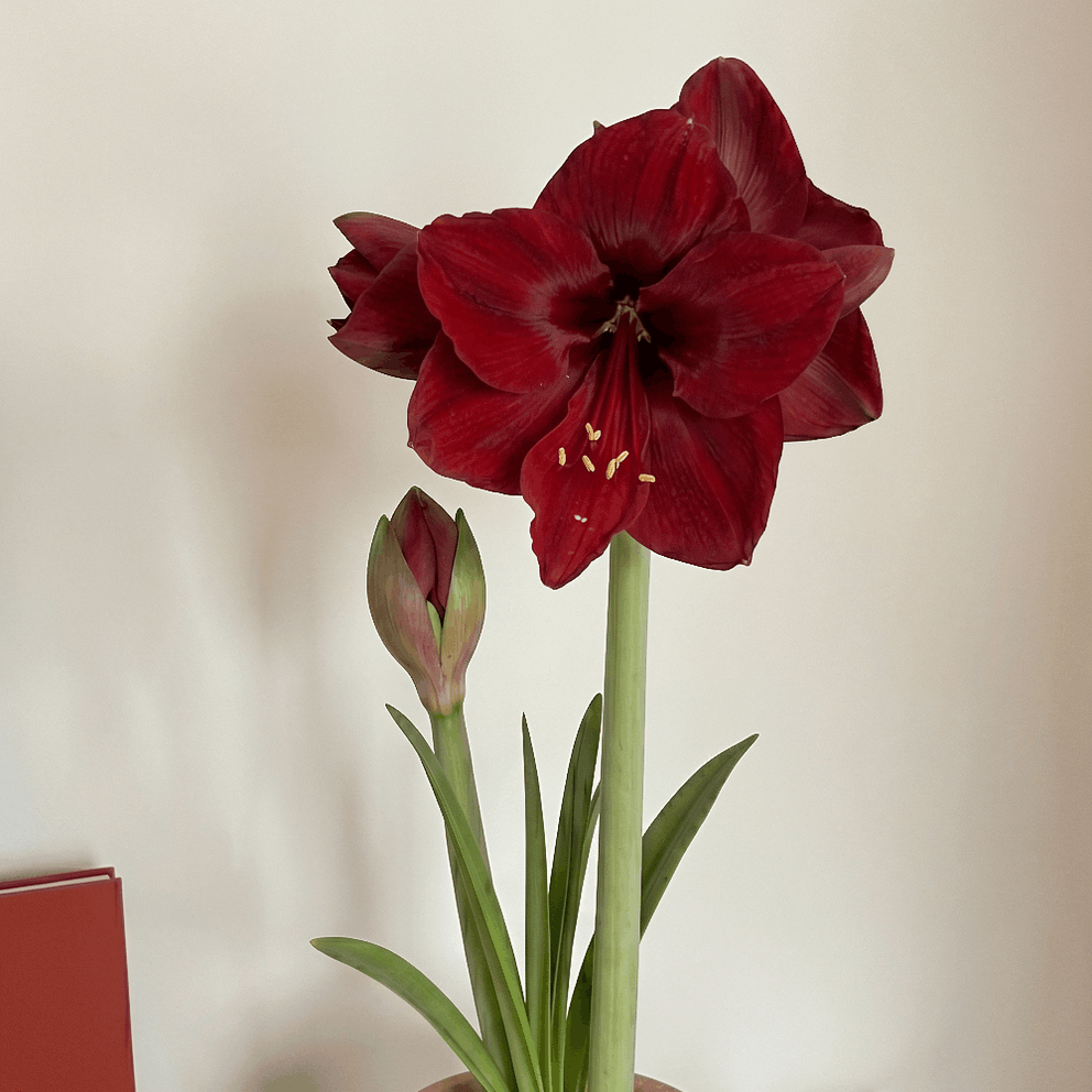 Amaryllis (Hippeastrum) Red Dream