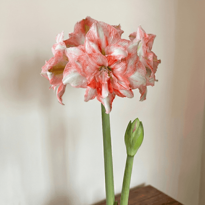 Amaryllis Lucky Nymph