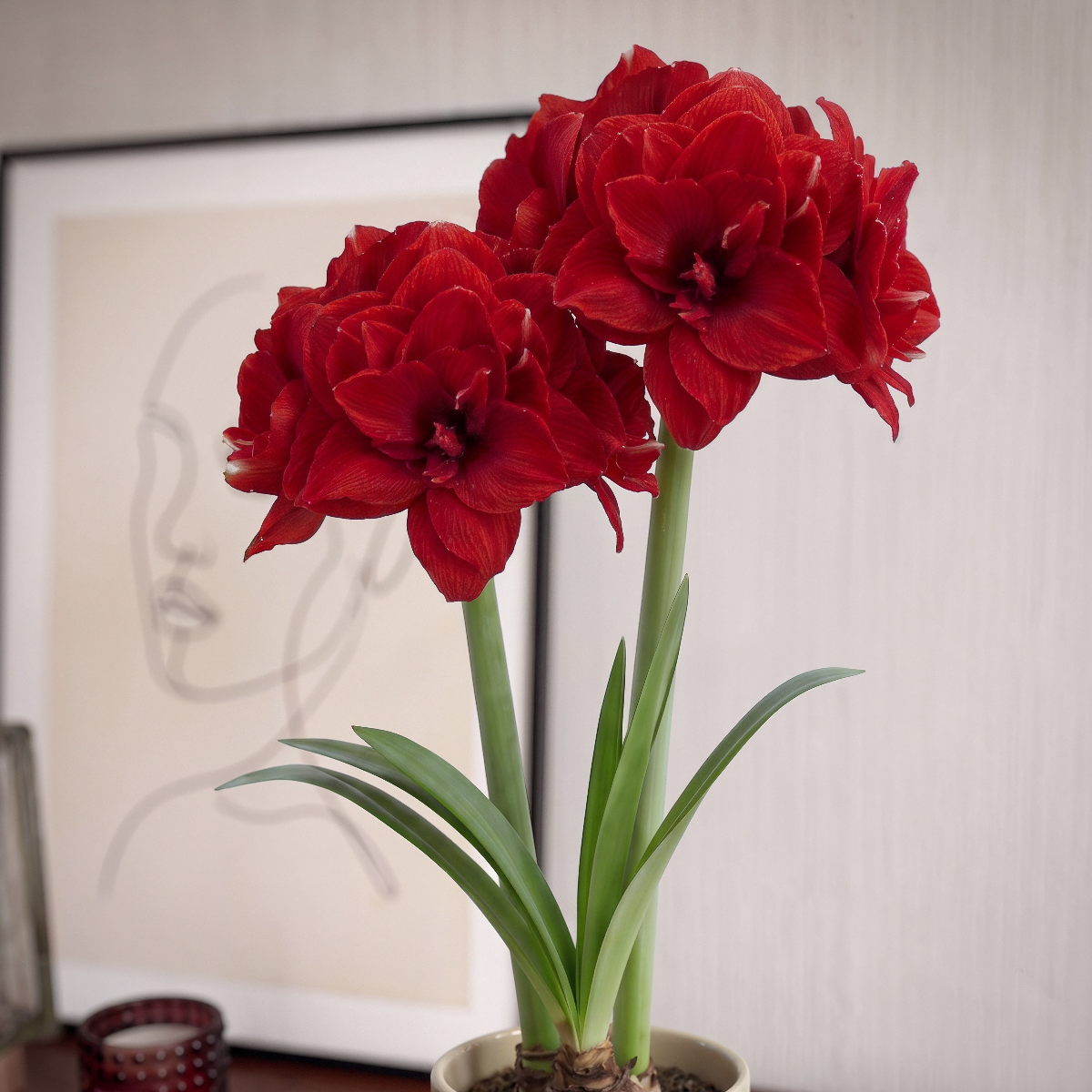 Amaryllis Inferno