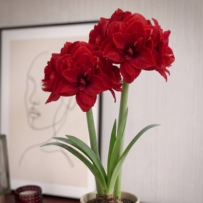 Amaryllis Inferno
