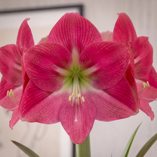 Amaryllis Amalfi