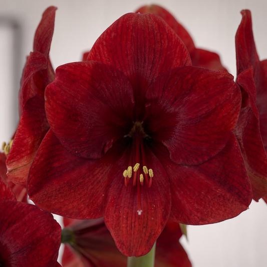Amaryllis Miracle