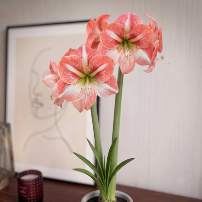 Amaryllis Strong King