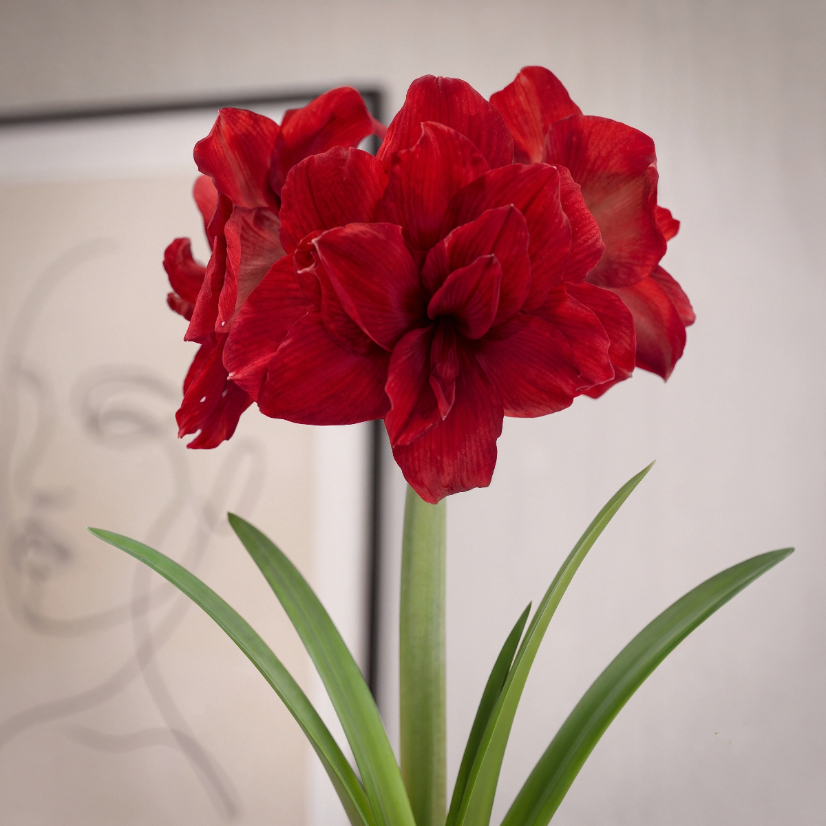 Amaryllis Amarantia