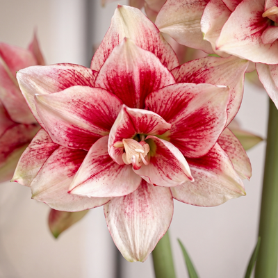 Amaryllis (Hippeastrum) Elvas