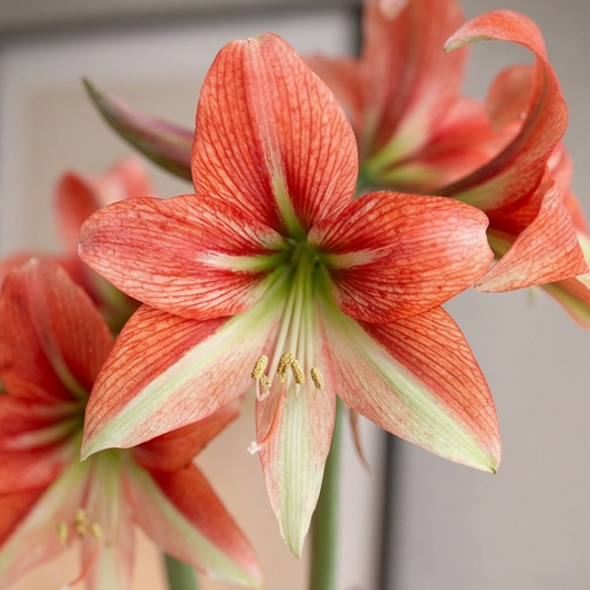 Amaryllis Happy Valley