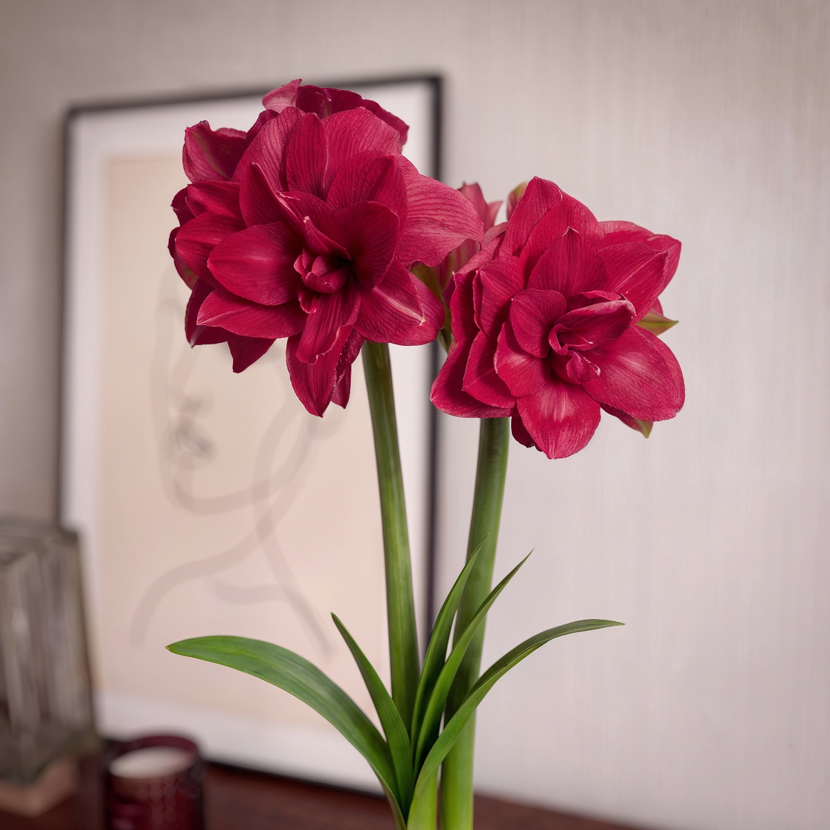 Amaryllis Candy Nymph