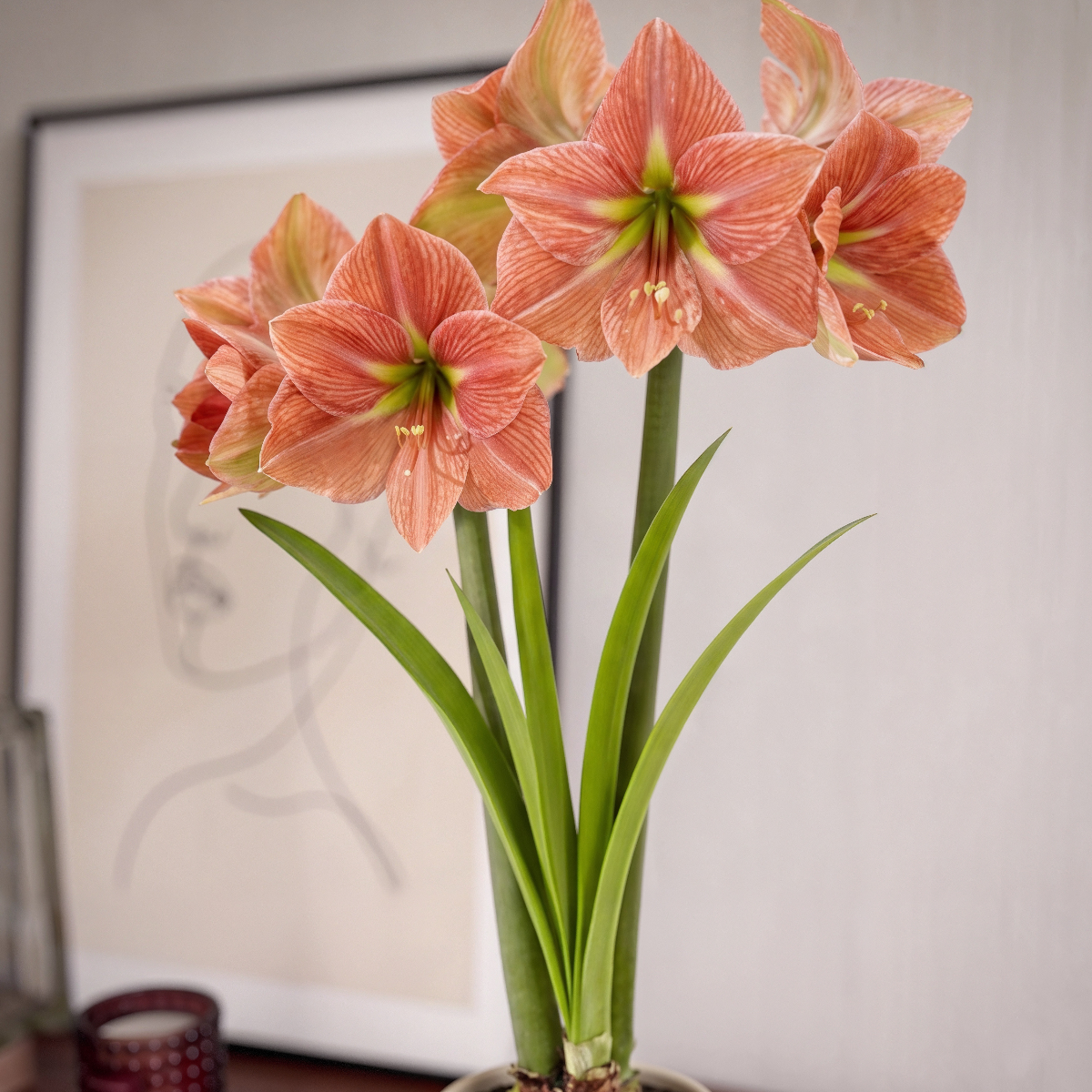Amaryllis Terra Cotta Star
