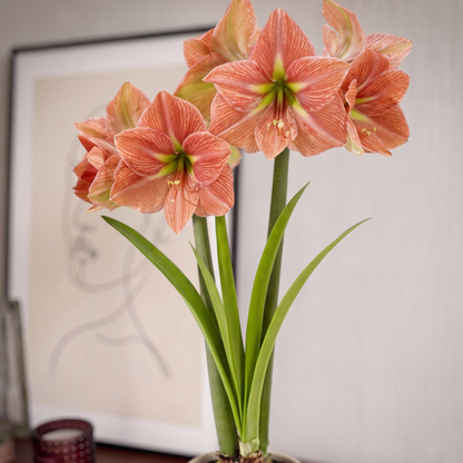 Amaryllis Terra Cotta Star
