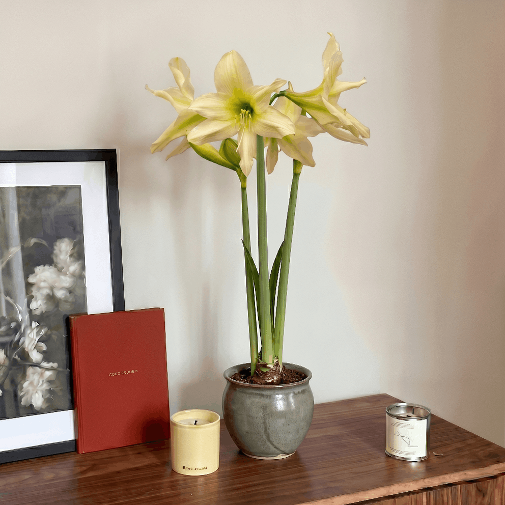Amaryllis Aurora