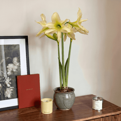 Amaryllis Aurora