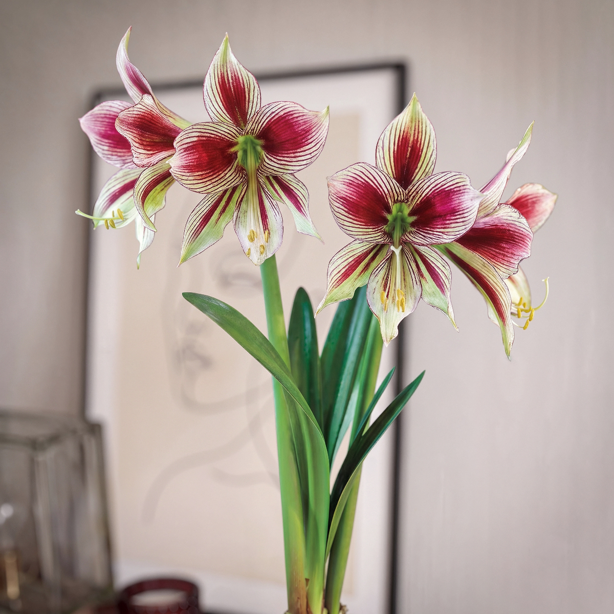 Amaryllis (Hippeastrum) Papilio