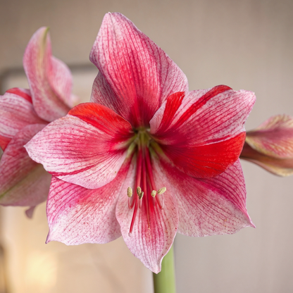 Amaryllis Gervase