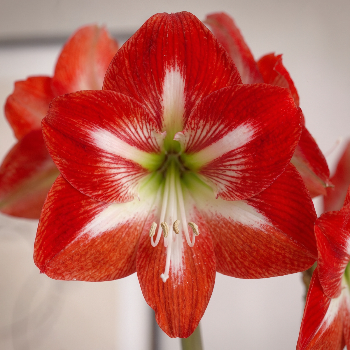 Amaryllis Cocktail