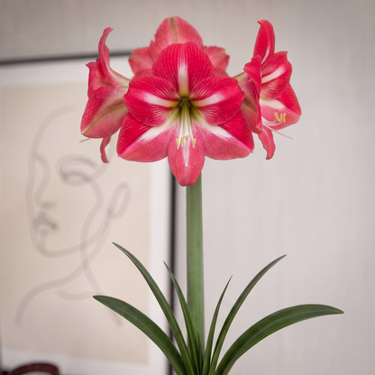 Amaryllis Hot Lips