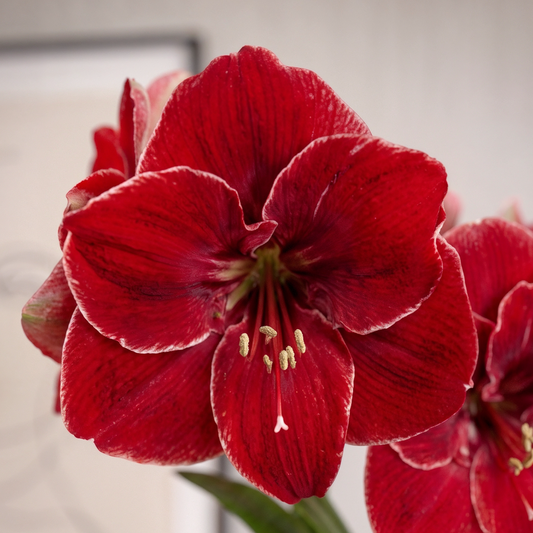 Amaryllis Magical Touch