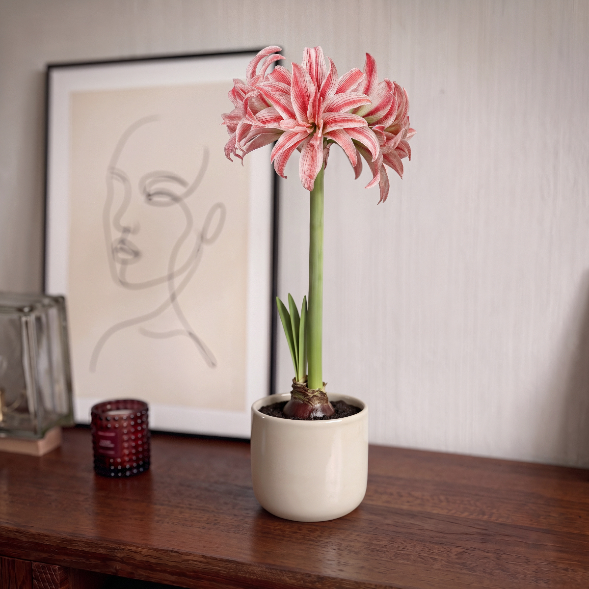 Amaryllis Doublet