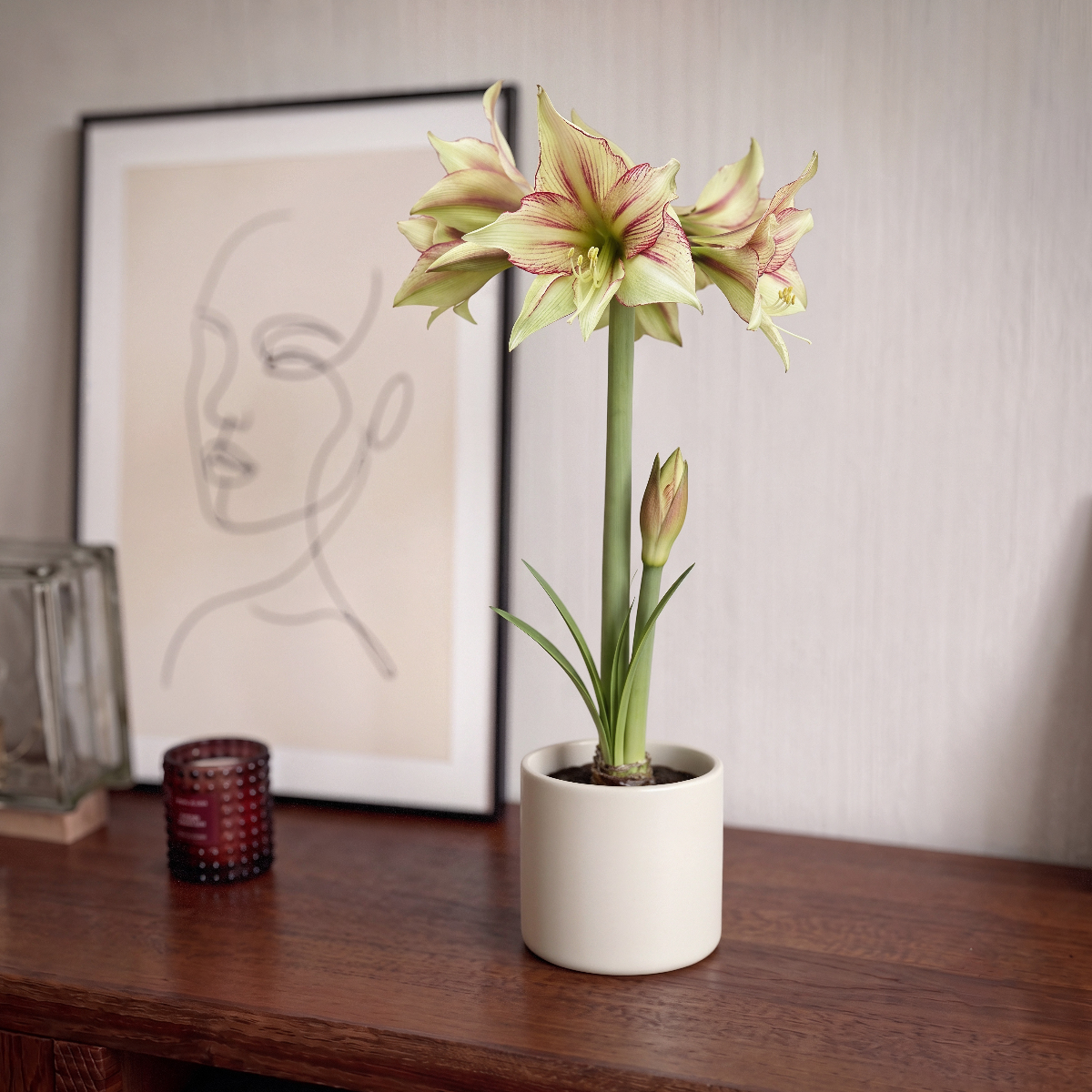 Amaryllis Magic Green