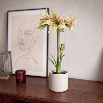 Amaryllis Magic Green