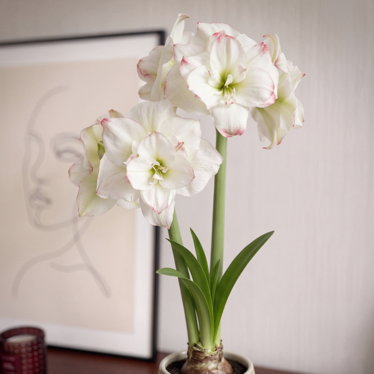 Amaryllis Amadeus Candy