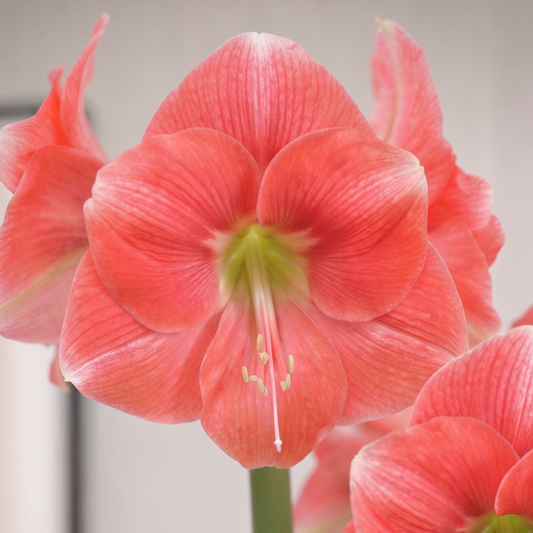 Amaryllis Rosalie