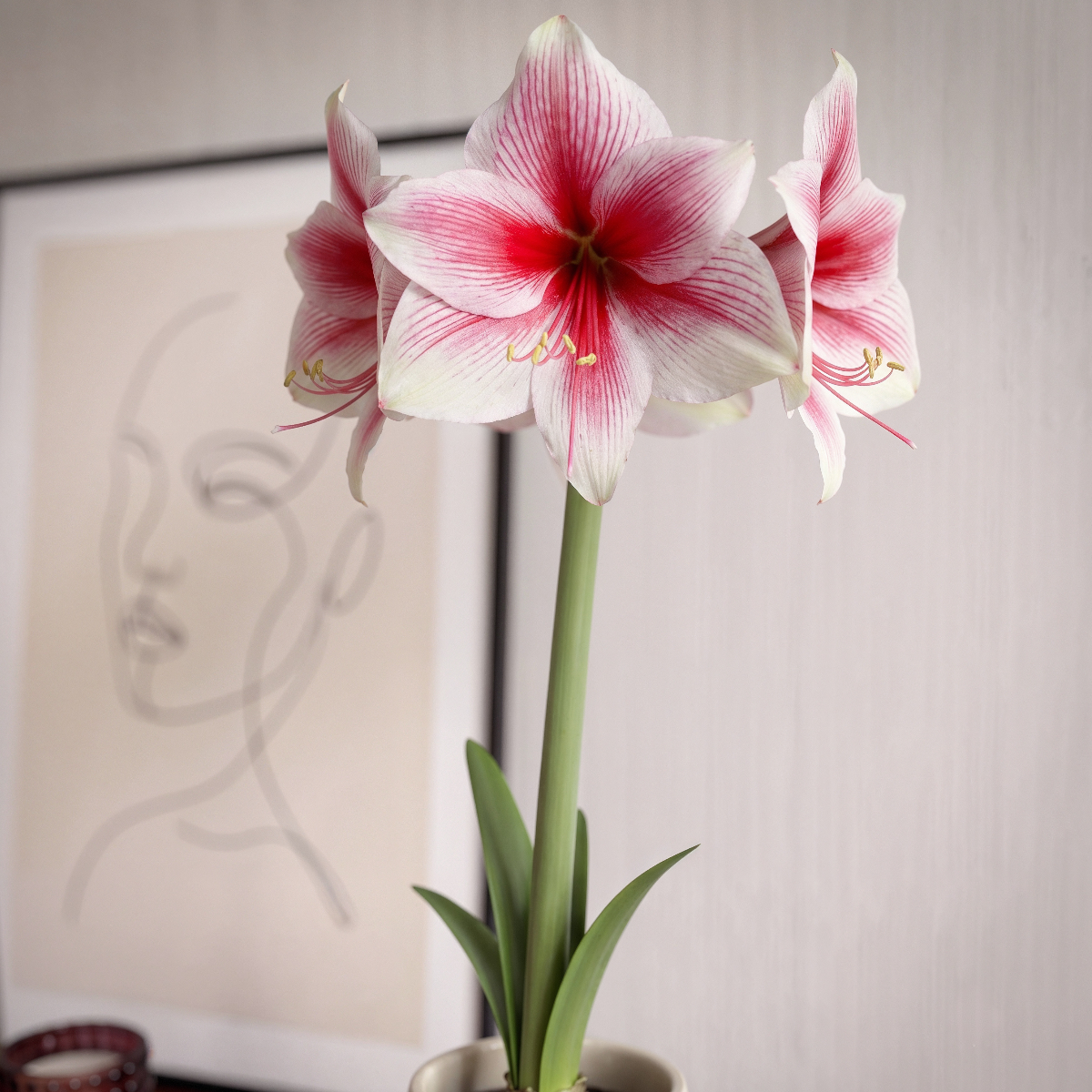 Amaryllis Pink Beauty