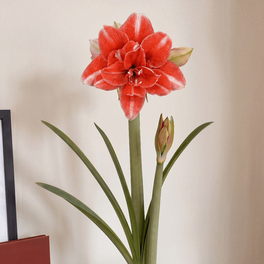Amaryllis  (Hippeastrum) Nr. 1581-1