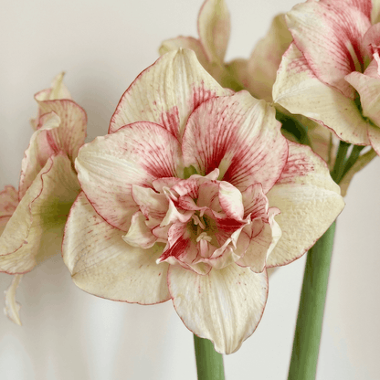 Amaryllis (Hippeastrum) Irinia