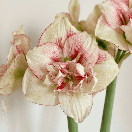 Amaryllis (Hippeastrum) Irinia