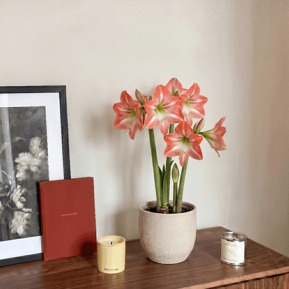 Amaryllis Daiquiri
