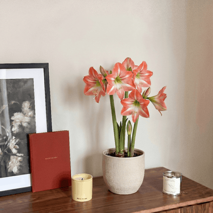 Amaryllis Daiquiri