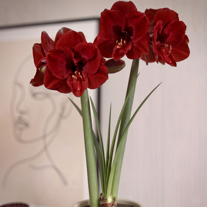 Amaryllis Fire Dancer