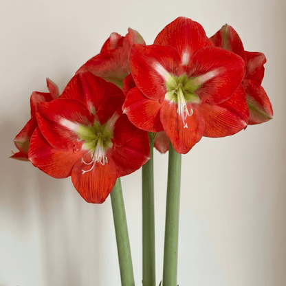 Amaryllis Capella