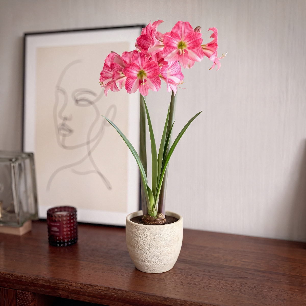Amaryllis Neon