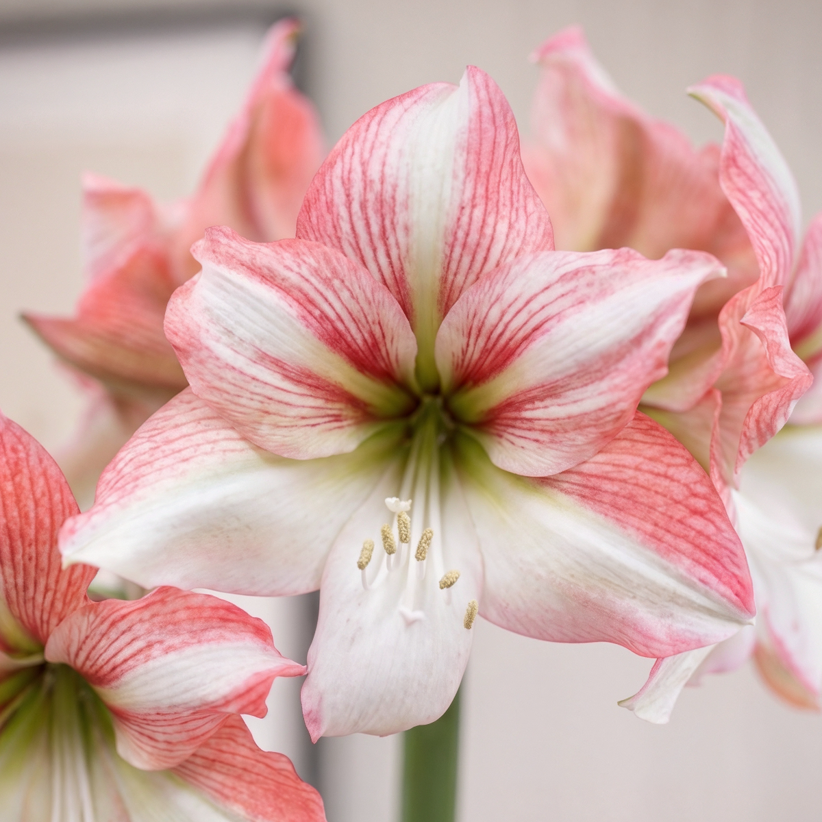 Amaryllis Amore