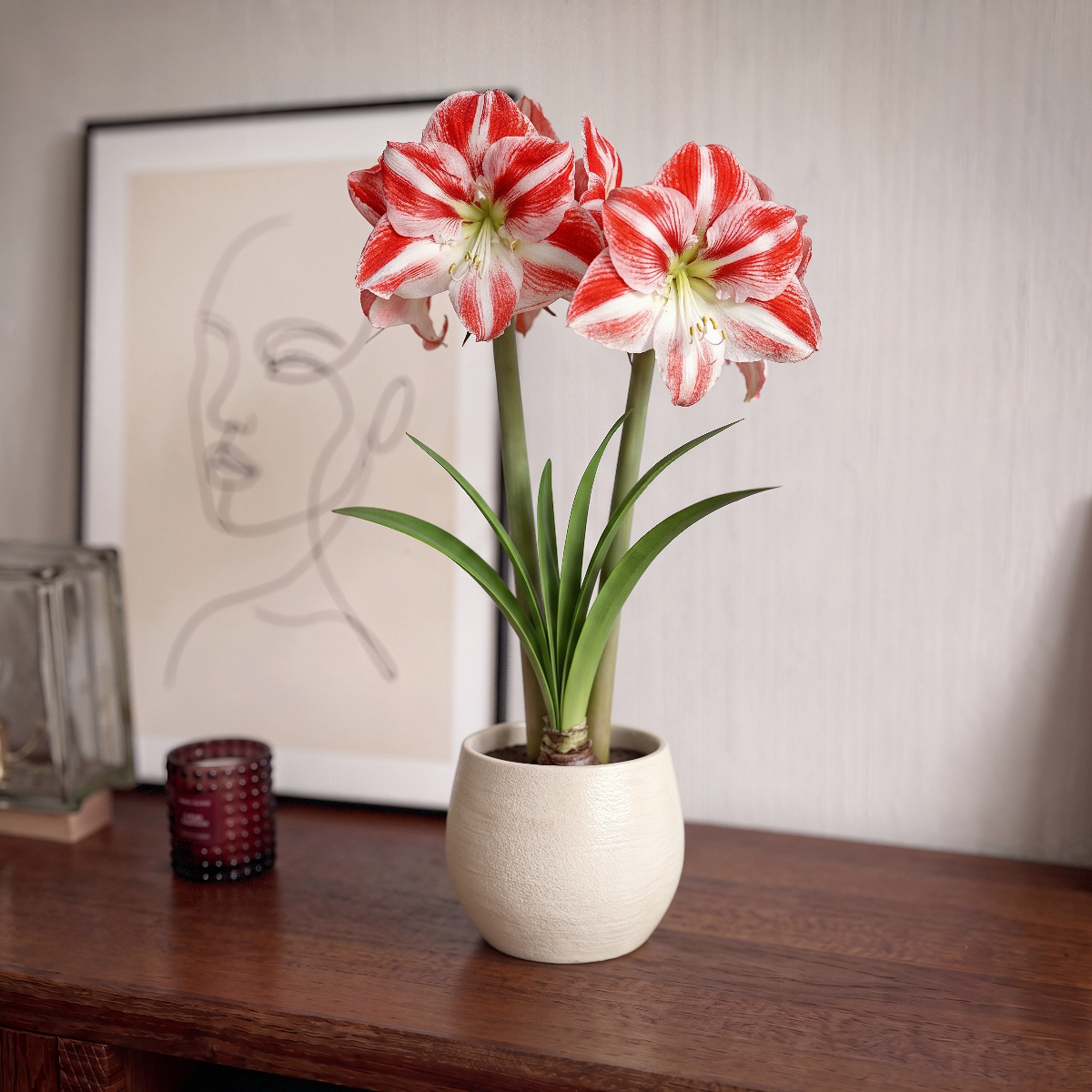 Amaryllis Clown