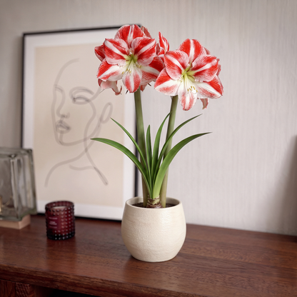 Amaryllis Clown