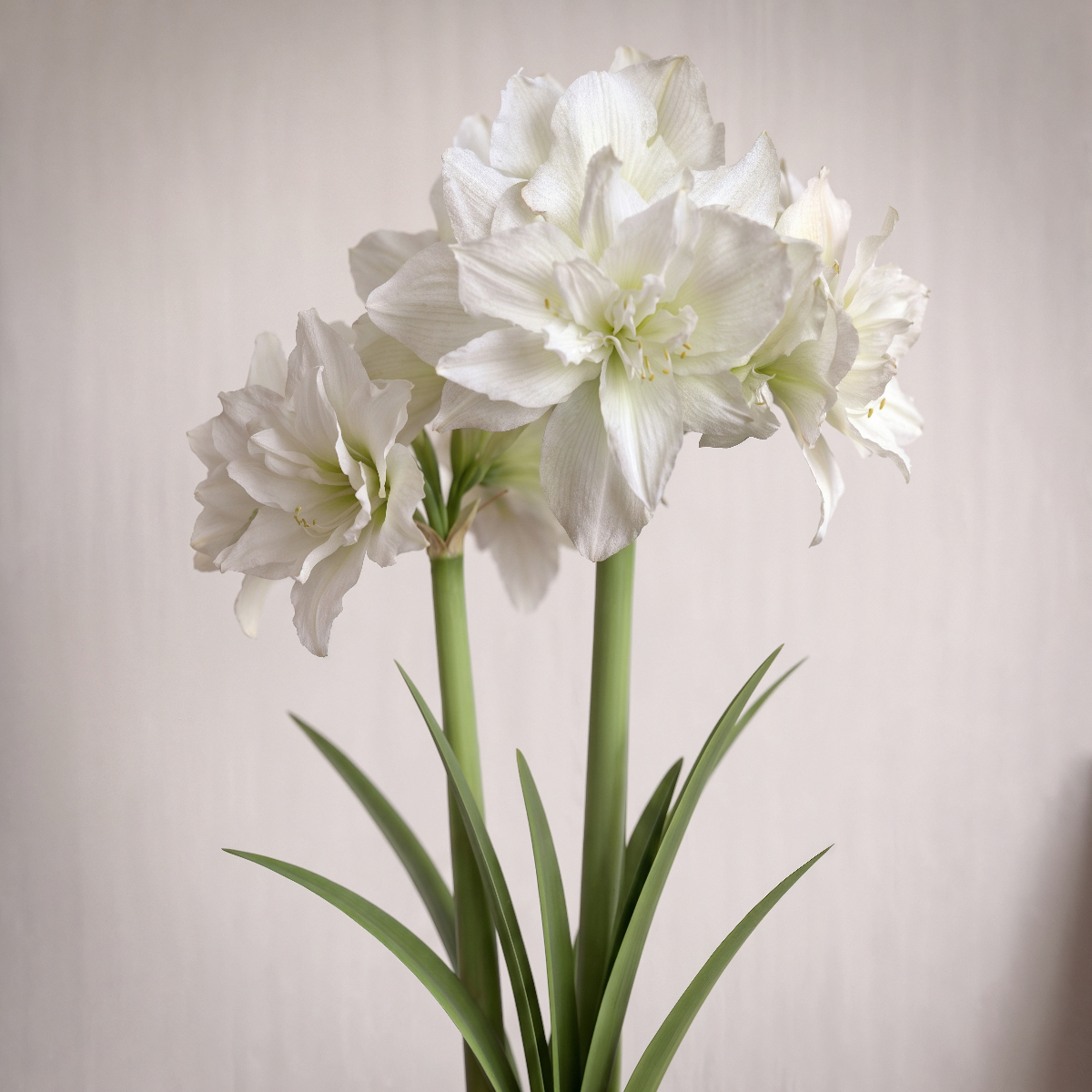 Amaryllis Arctic Nymph