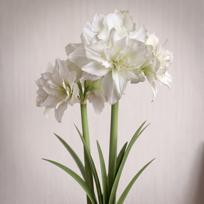 Amaryllis Arctic Nymph
