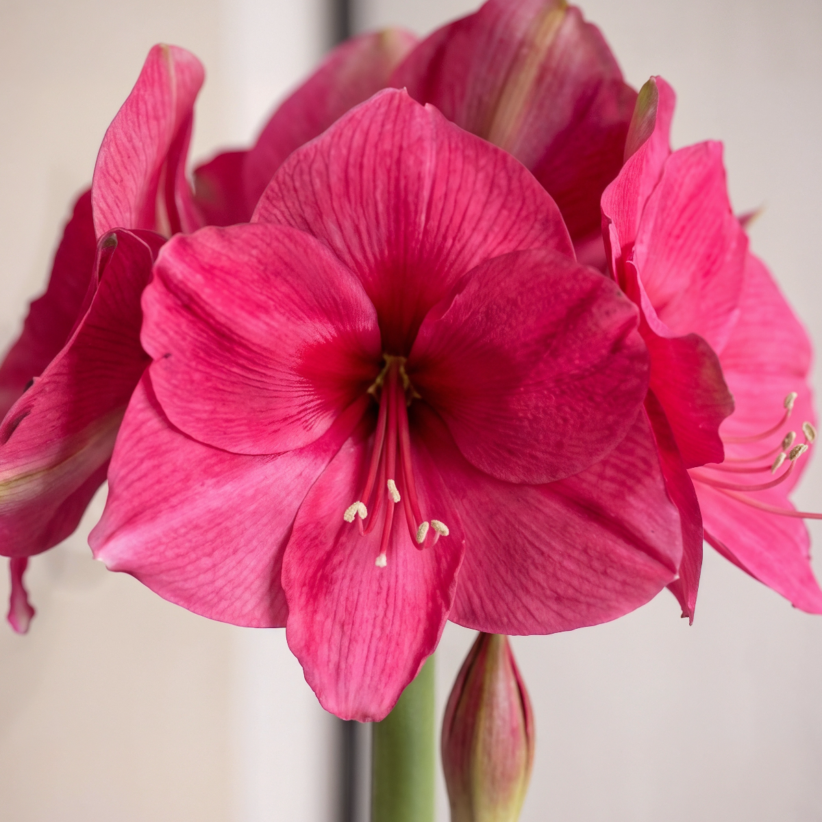 Amaryllis Pink Rival