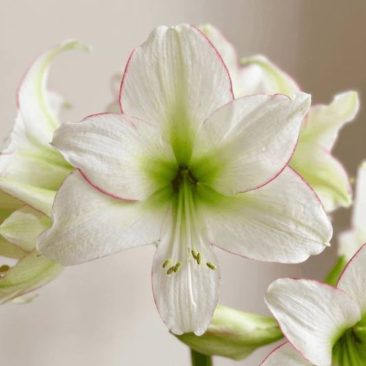 Amaryllis Sissi