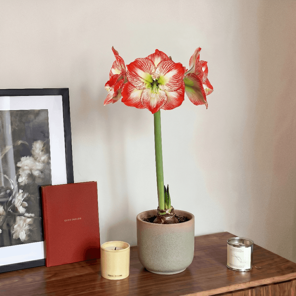 Amaryllis Mega Star