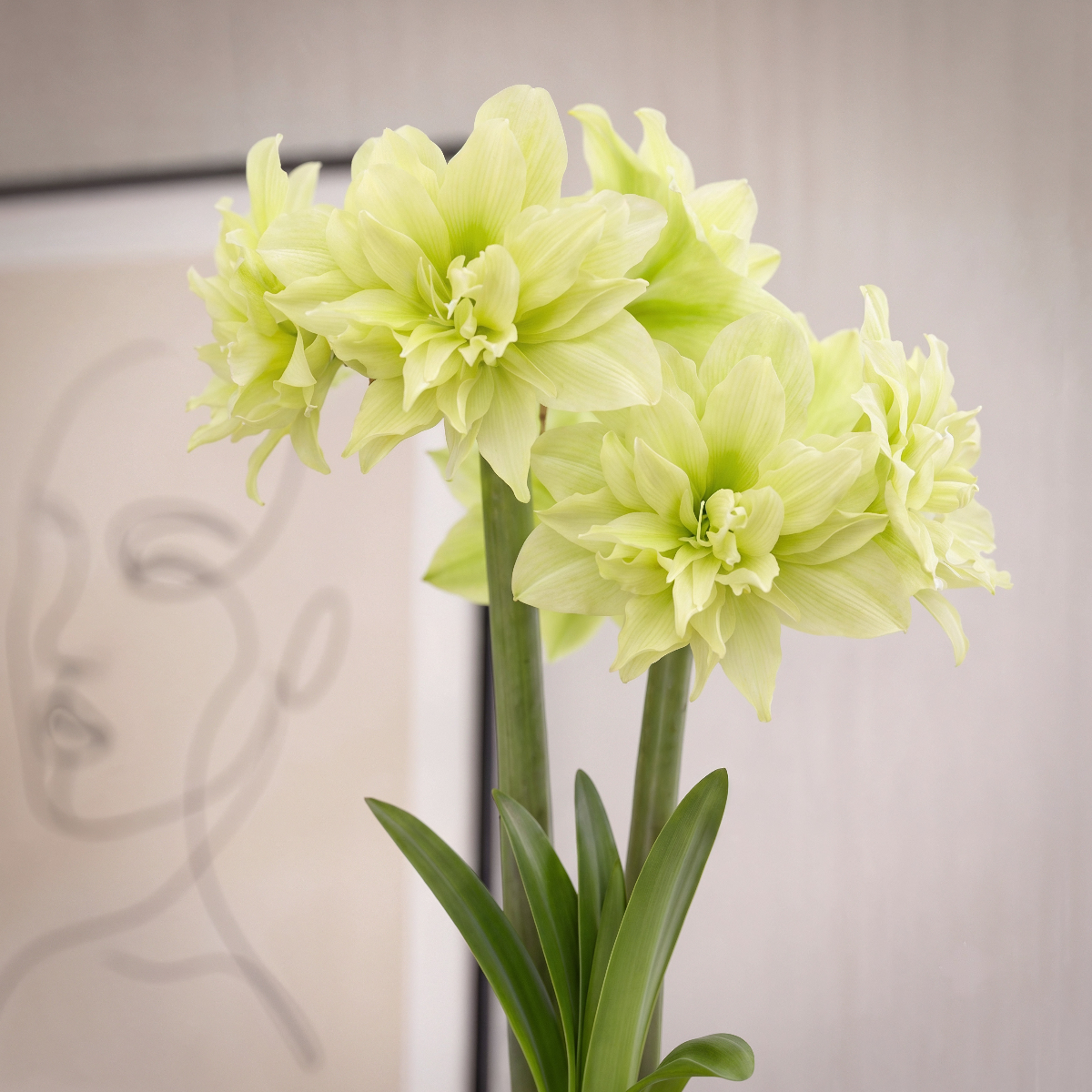 Amaryllis (Hippeastrum) Yellow Crown