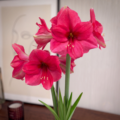 Amaryllis (Hippeastrum) Pink Surprise