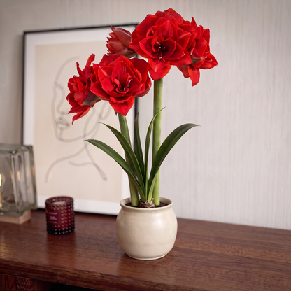 Amaryllis (Hippeastrum) Double Dragon