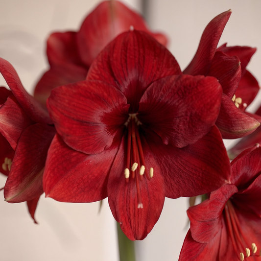 Amaryllis Fire Ball